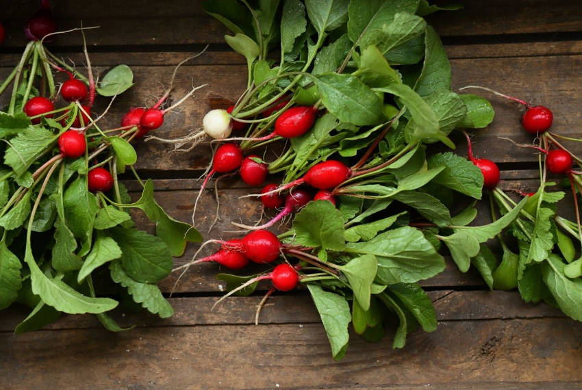 Radish mixed harvest 2